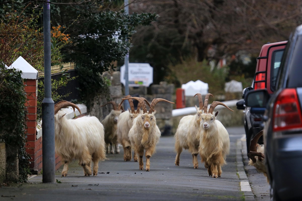 Стадо коз бродило по валлийским улицам во время карантина