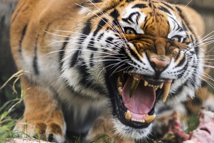 Стоматологи помогли тигрице золотым зубом