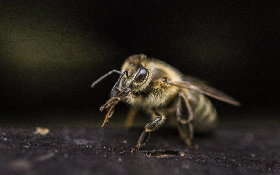 10 фактов о пчелах и их роли в мире