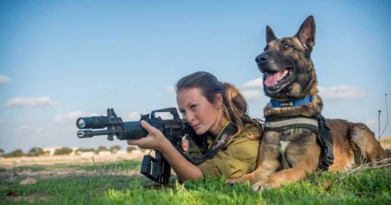 Как собаки служат в израильской армии