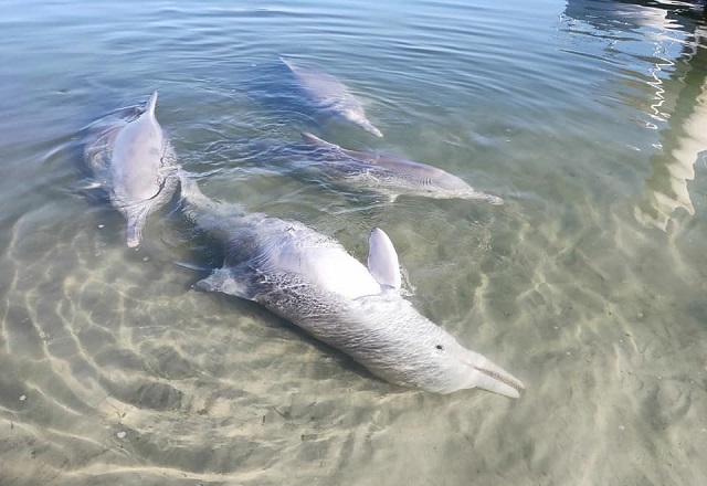 Мистик — дельфин-кладоискатель из Австралии