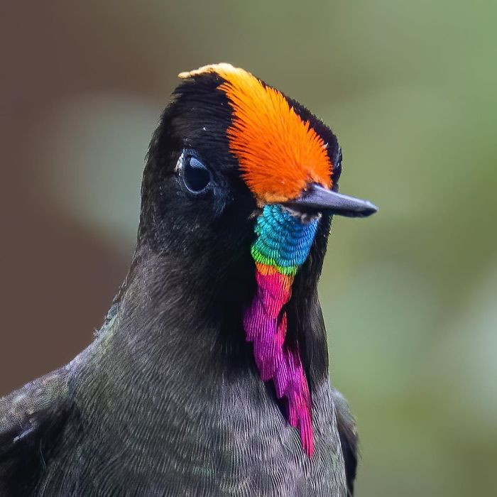 Прекрасные и уникальные птицы, которые поразят вас своей красотой