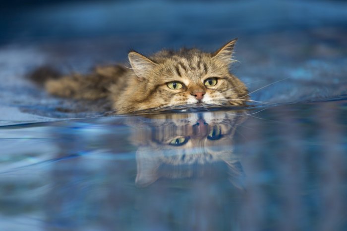 Почему котики боятся купаться?