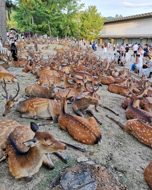 В японском городе Нара олени продолжают гулять по улицам