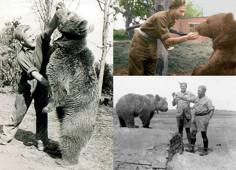 История медведя, который воевал во Второй мировой войне