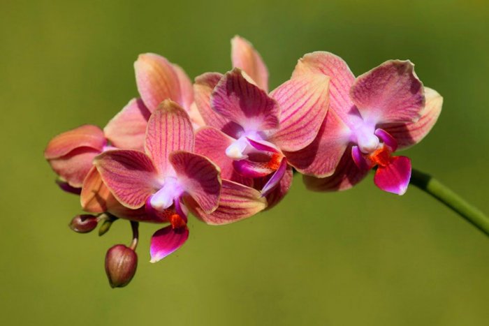 Почему орхидеи запрещено держать дома