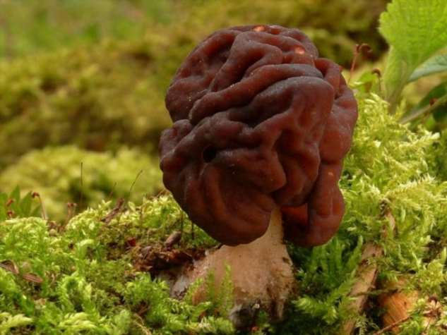 Смертельно опасные грибы, которые считаются деликатесом у финнов