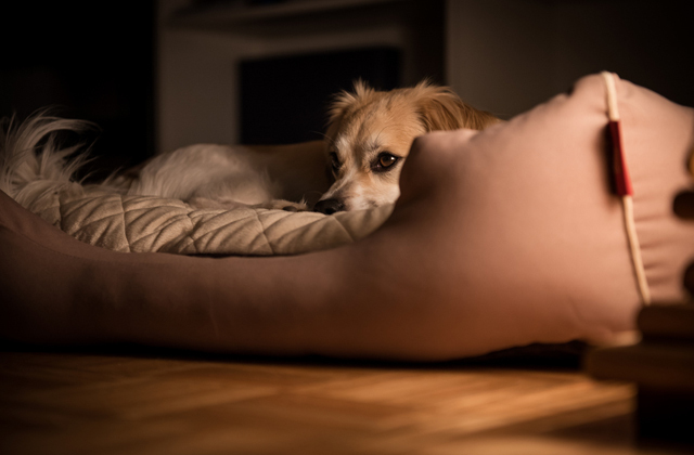 Причины бессонницы и плохого сна домашних животных
