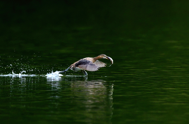 Как птицам удаётся ходить по воде?