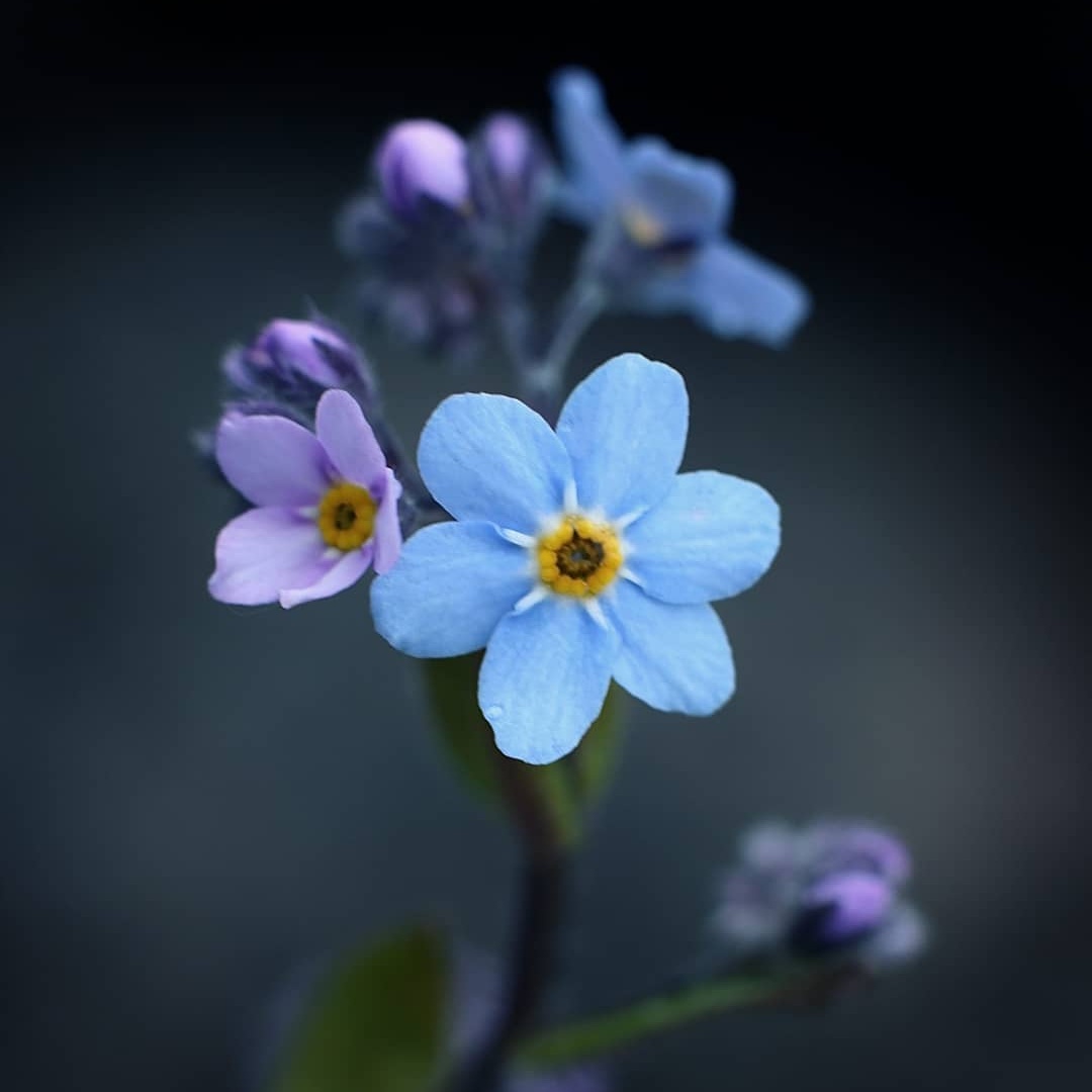 Красота цветов на снимках от Рэнди Нюстрём