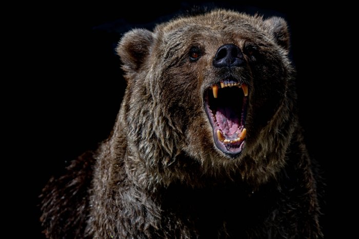 Что может произойти, если разбудить медведя во время спячки?