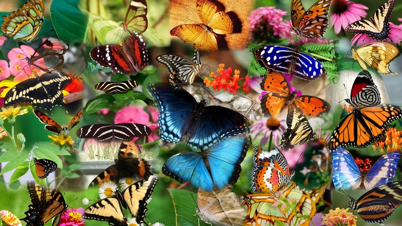 Некоторые интересные факты о бабочках - Zefirka