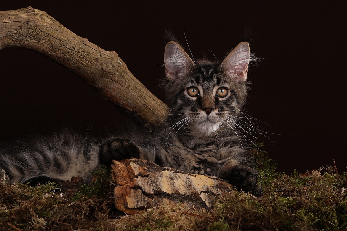 Портретные снимки котиков от Светланы Воскресенской