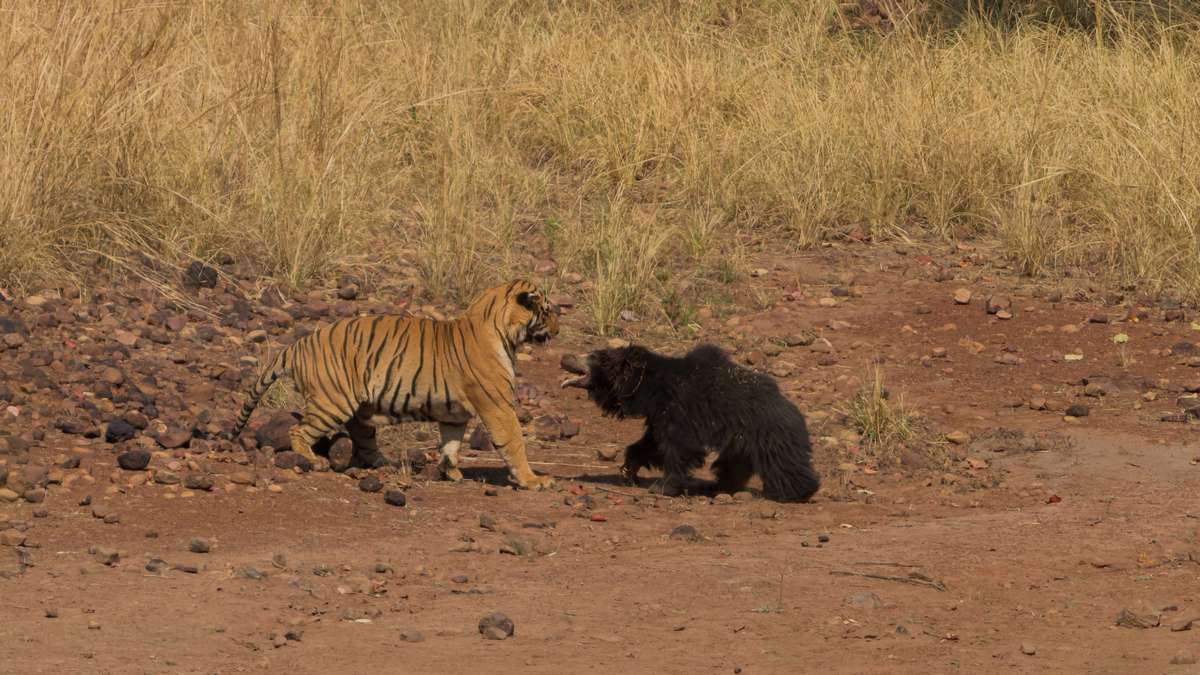 Тигр напал на смертоносного медведя в индийском заповеднике