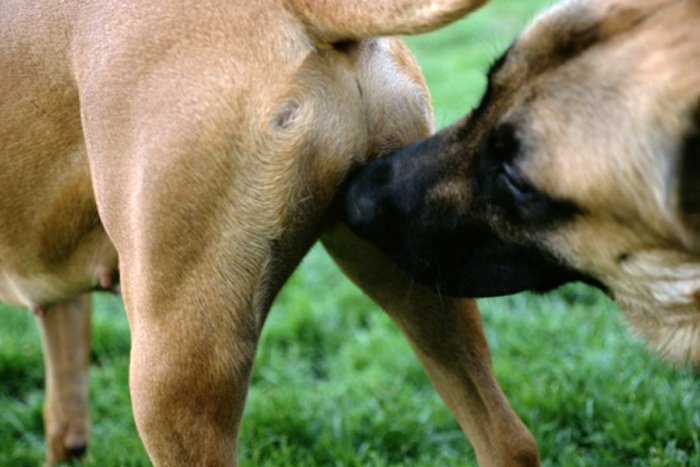 Зачем собаки нюхают друг друга под хвостом?