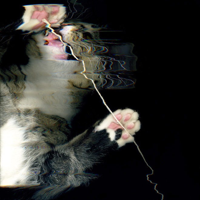 Люди сканируют своих котиков на самоизоляции