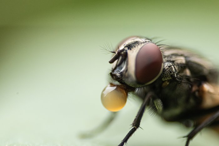 Почему мух привлекают неприятные запахи?