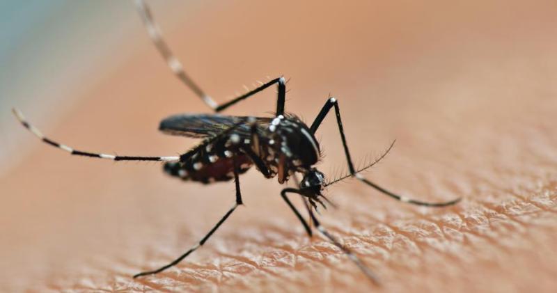 Почему комариный укус так чешется?
