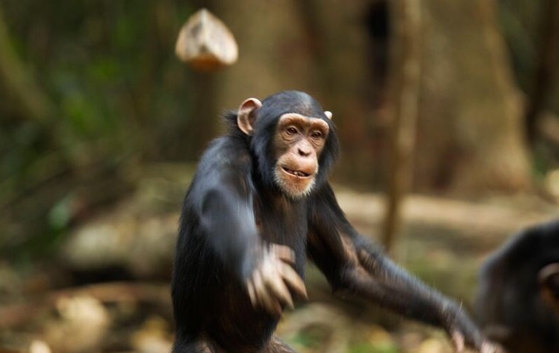 Почему шимпанзе кидаются своими кучками?