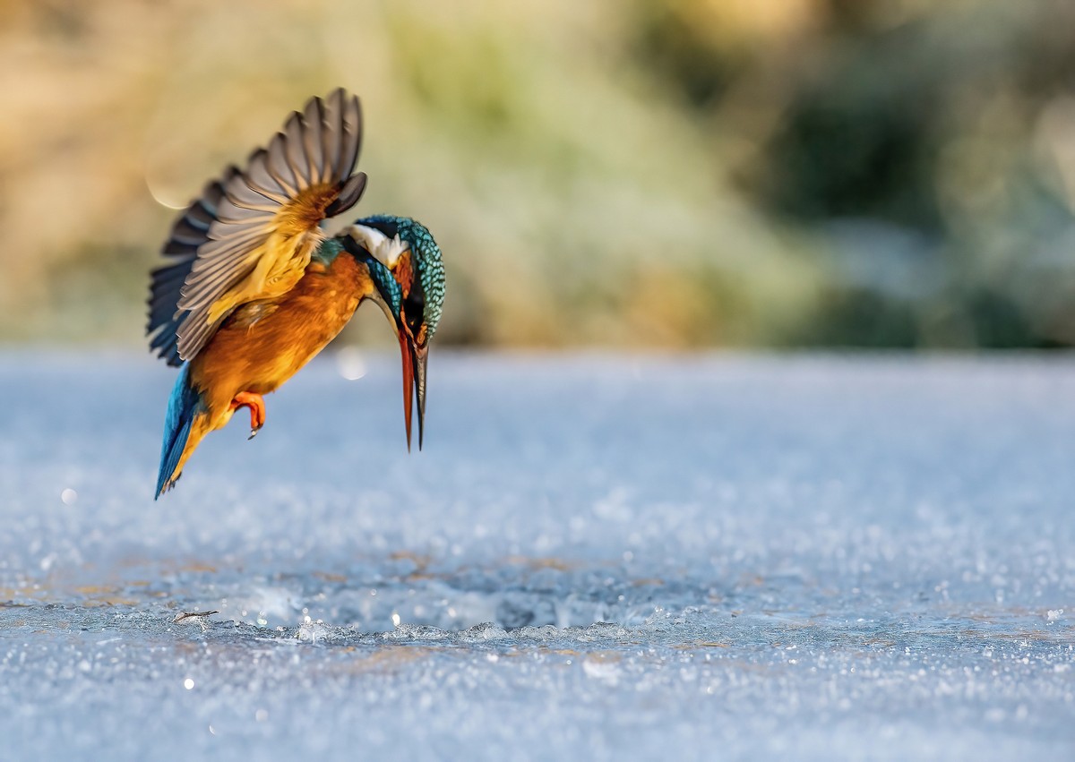 Зимородок ныряет в ледяное озеро, чтобы поймать рыбку