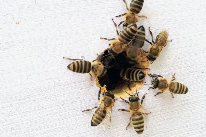 Что случится, если пчела укусит пчелу?
