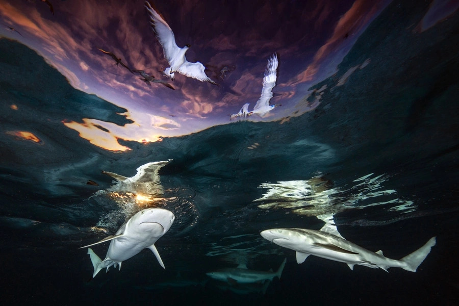 Победители конкурса подводной фотографии 2021 года