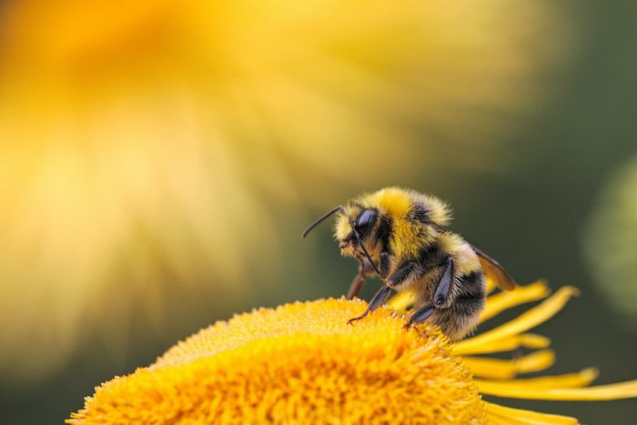Что может ждать человечество, если вымрут пчёлы?