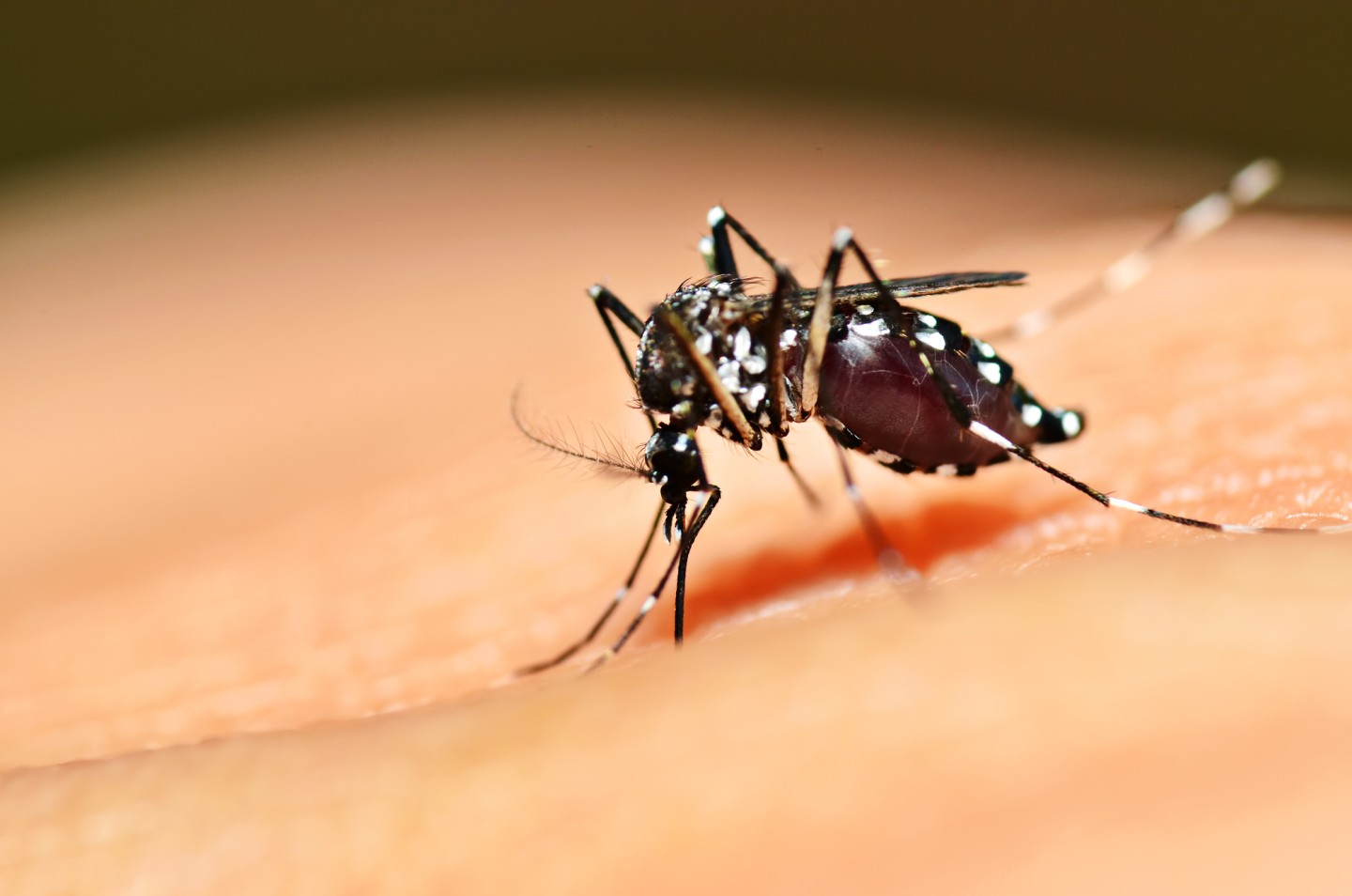 Почему человечество не может просто избавиться от комаров