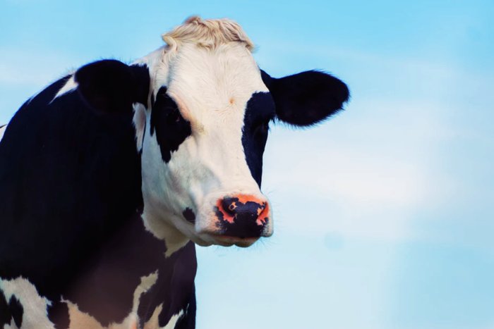 Почему мясо коровы именуется загадочным словом говядина?