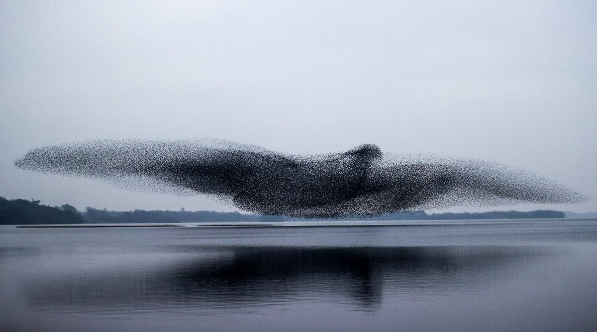 Стая скворцов образовала силуэт птицы над озером в Ирландии