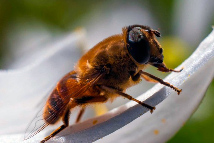 Для чего нужны пчелы-трутни, если они дармоеды?