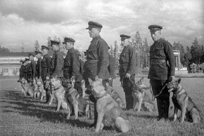 Противотанковые собаки во время Великой отечественной войны