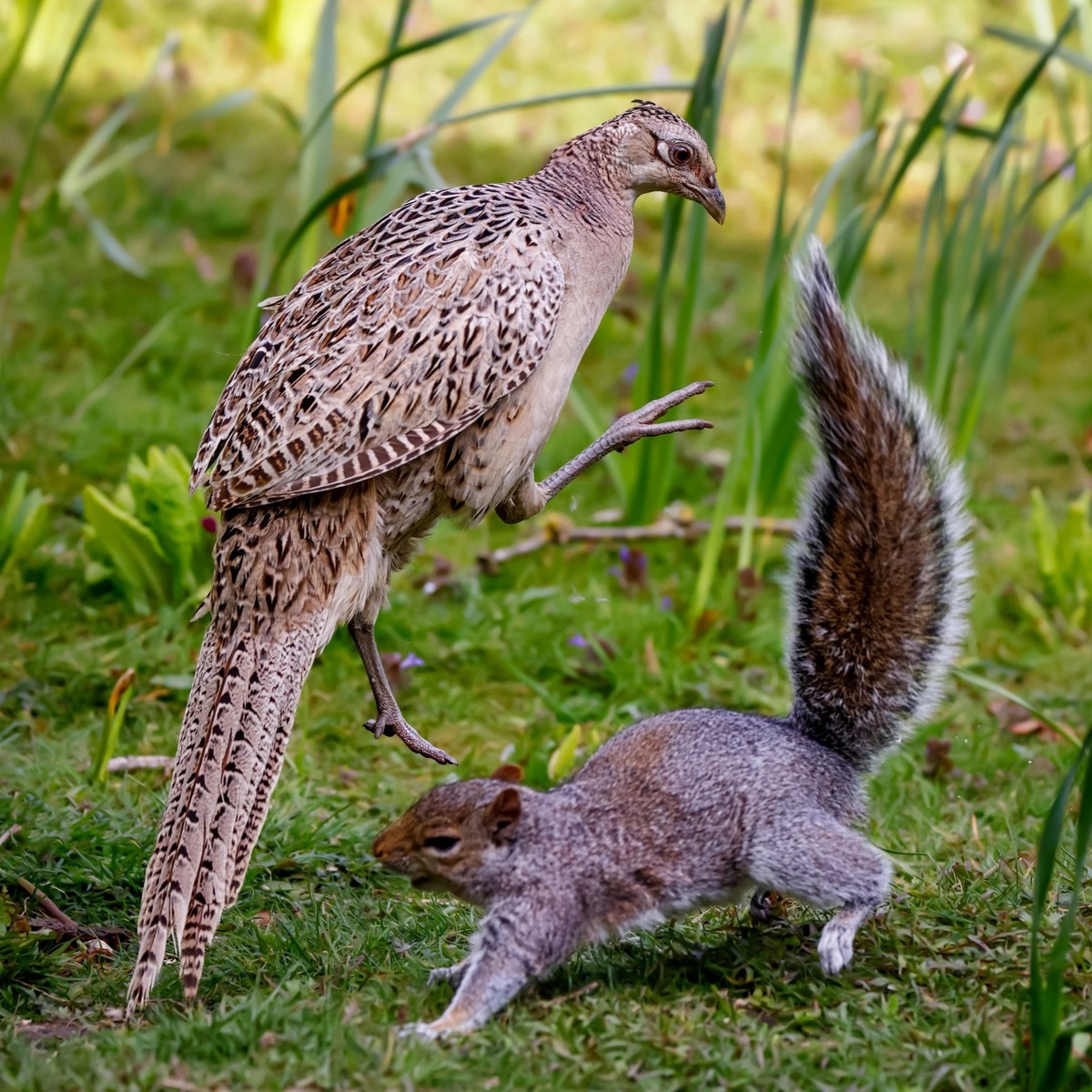 Захватывающие снимки драки белки и фазана