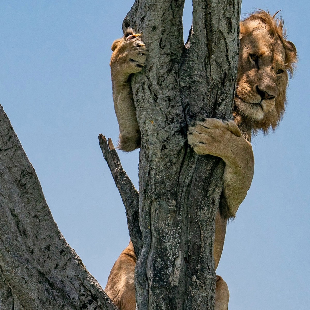 Льву пришлось укрываться от буйволов на дереве