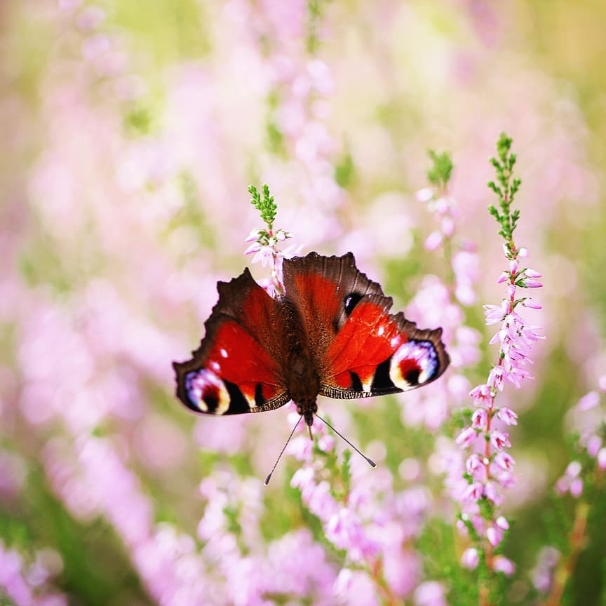 Природа, животные, насекомые и цветы на снимках Дженни Мартенссон