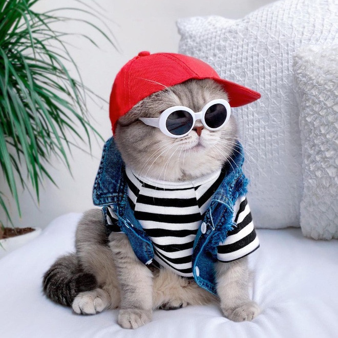 Бродячий кот стал Instagram-знаменитостью благодаря очаровательным нарядам