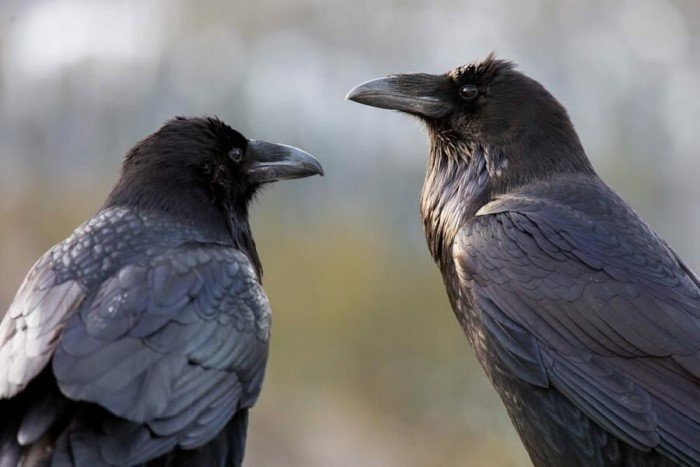 Как научиться различать ворона и ворону