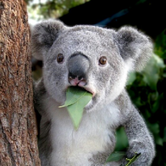Почему коалы до сих пор не вымерли на полной опасностей планете?