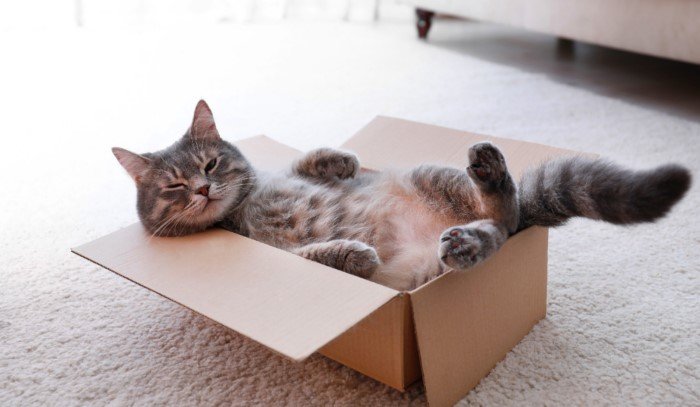 Почему котики так сильно любят коробки?
