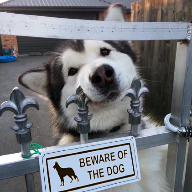 Свирепейшие звери за табличками «Осторожно, злая собака!»