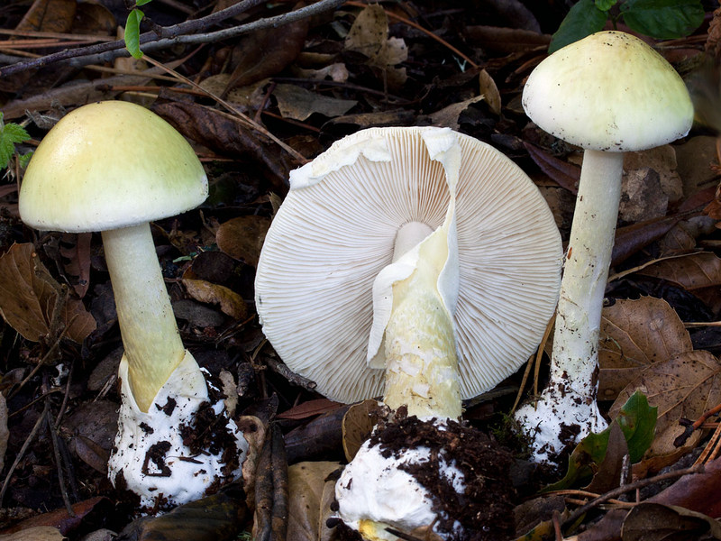 Ядовитые грибы и что произойдёт, если вы их съедите