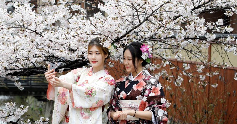Почему цветущая сакура стала для японцев сакральным деревом