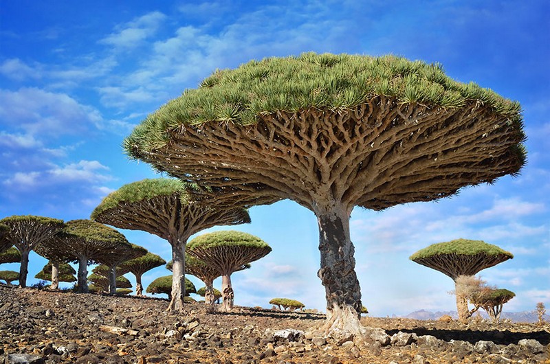 Самые удивительные деревья со всего мира