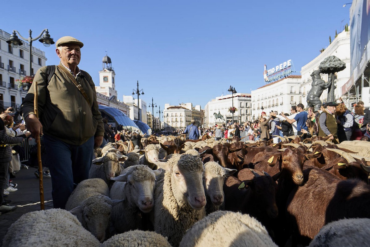 Фестиваль перегона скота на улицах Мадрида