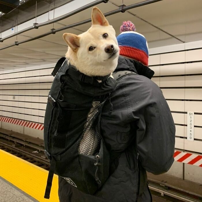 Снимки собак, которые путешествуют в сумках