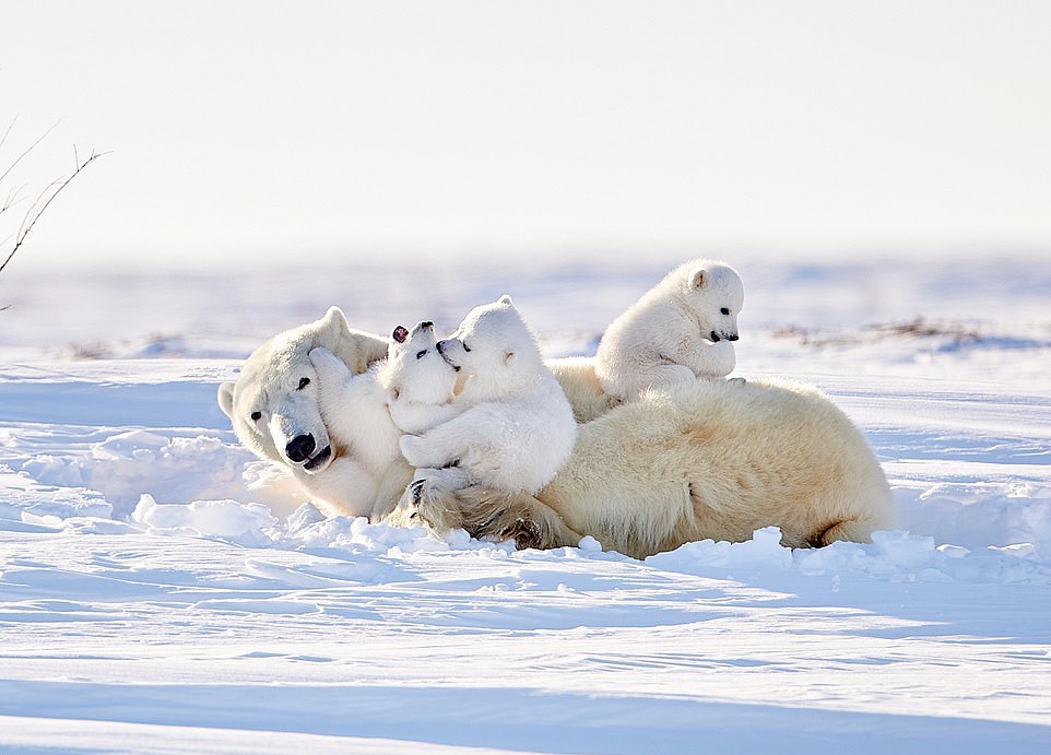 Тройняшки-белые медведи карабкаются на свою маму во время игр на снегу