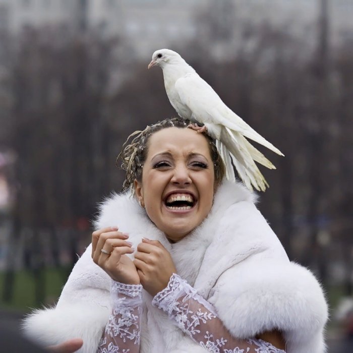 Воркование, зов, хлопанье крыльями: как общаются городские голуби
