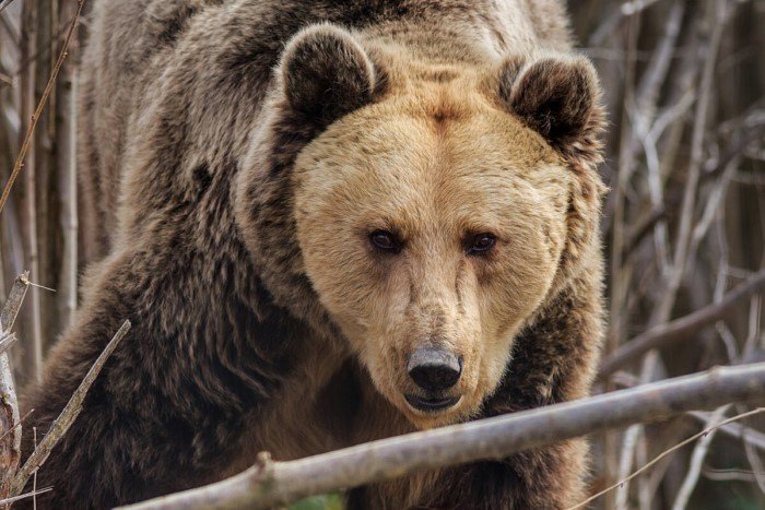 Десять интересных фактов из жизни бурого медведя