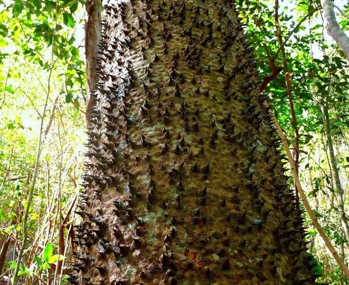 Одно из самых опасных деревьев на планете