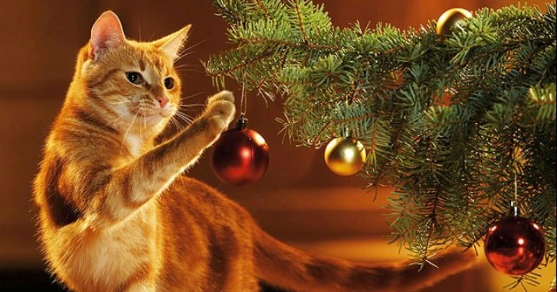 Почему же коты так неравнодушны к новогодним елкам?